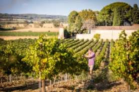 vineyard-blog-7
